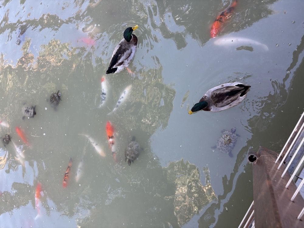 Collection thumbnail