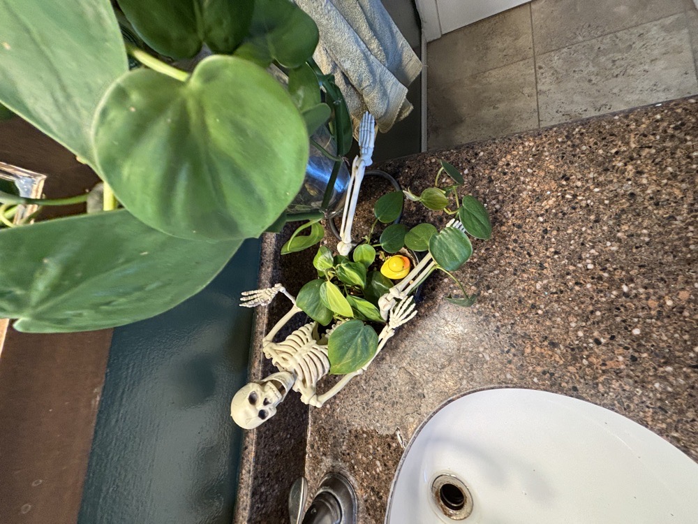 Collection thumbnail