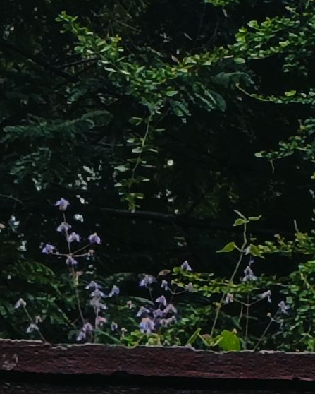 Collection thumbnail