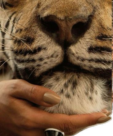 Collection thumbnail