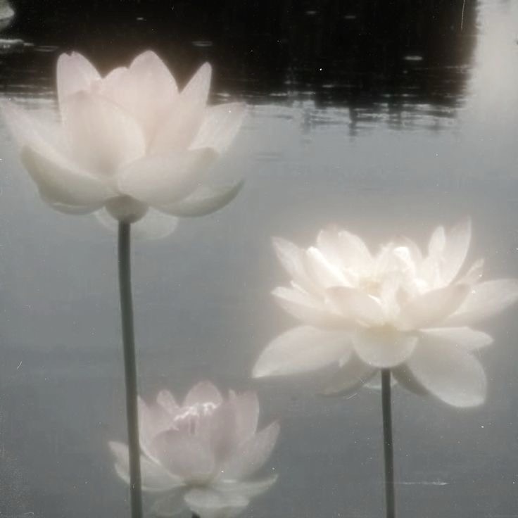 Collection thumbnail