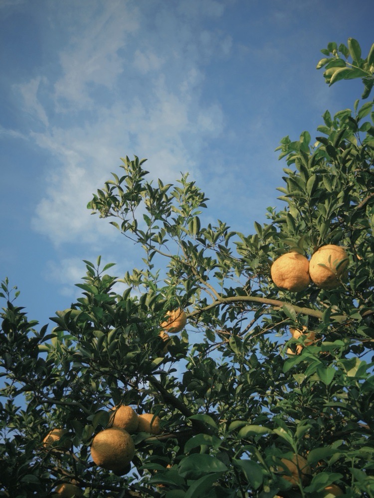 Collection thumbnail