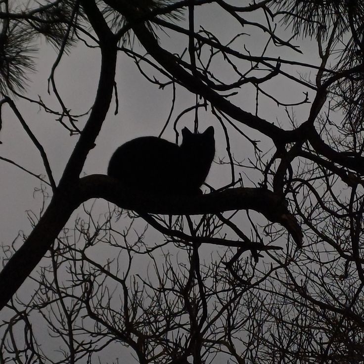 Collection thumbnail