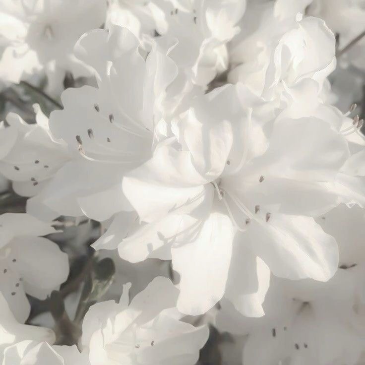 Collection thumbnail